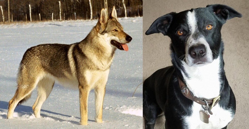McNab vs Czechoslovakian Wolfdog - Breed Comparison