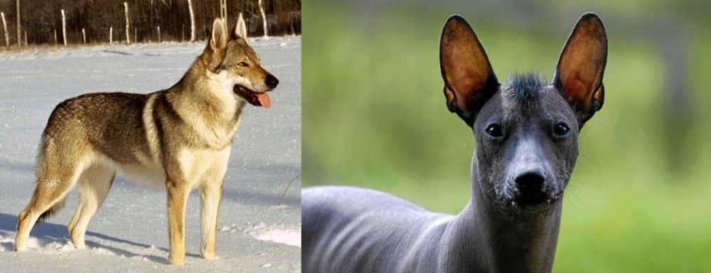 Mexican Hairless vs Czechoslovakian Wolfdog - Breed Comparison