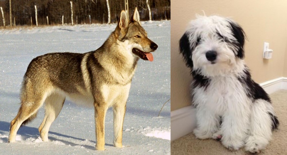 Mini Sheepadoodles vs Czechoslovakian Wolfdog - Breed Comparison