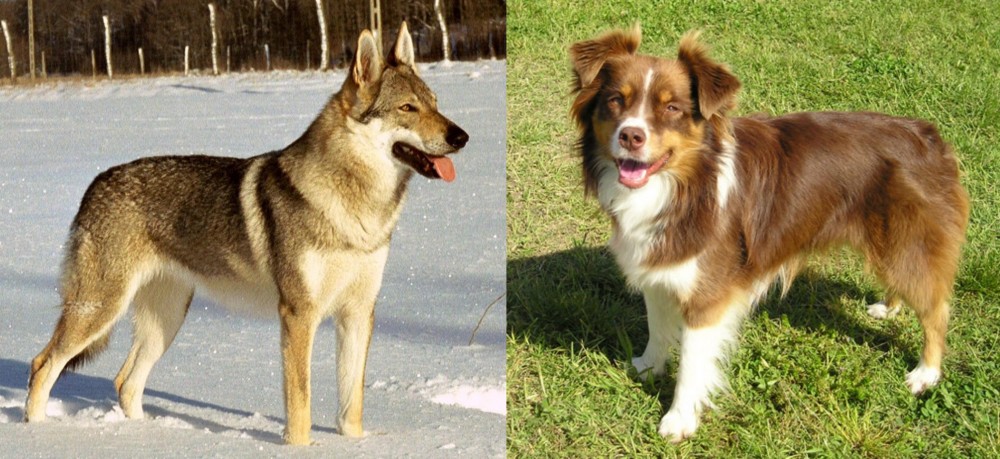 Miniature Australian Shepherd vs Czechoslovakian Wolfdog - Breed Comparison