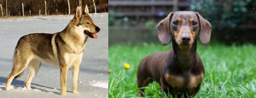 Miniature Dachshund vs Czechoslovakian Wolfdog - Breed Comparison