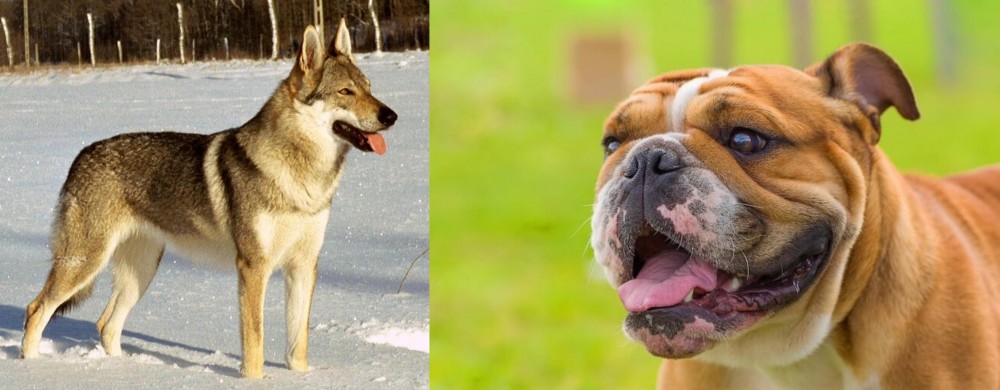 Miniature English Bulldog vs Czechoslovakian Wolfdog - Breed Comparison