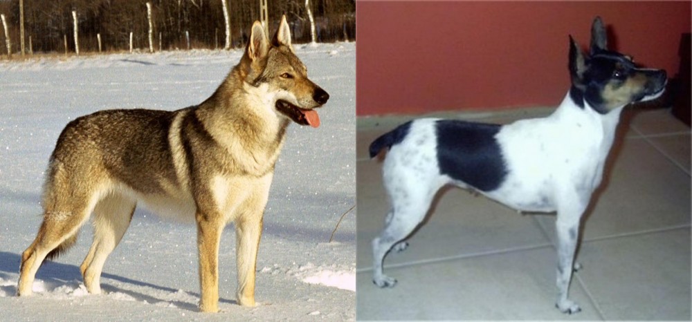 Miniature Fox Terrier vs Czechoslovakian Wolfdog - Breed Comparison