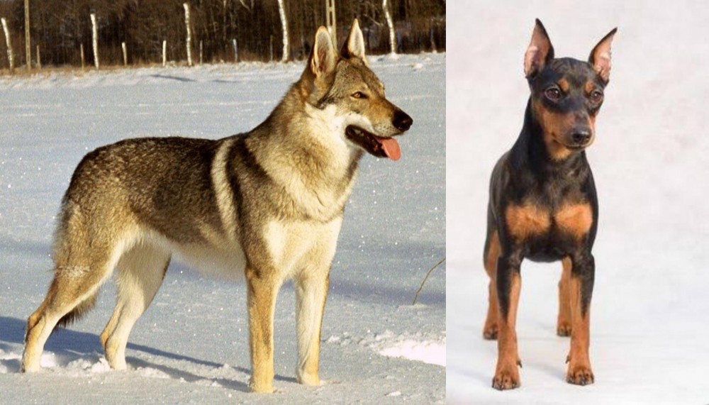 Miniature Pinscher vs Czechoslovakian Wolfdog - Breed Comparison
