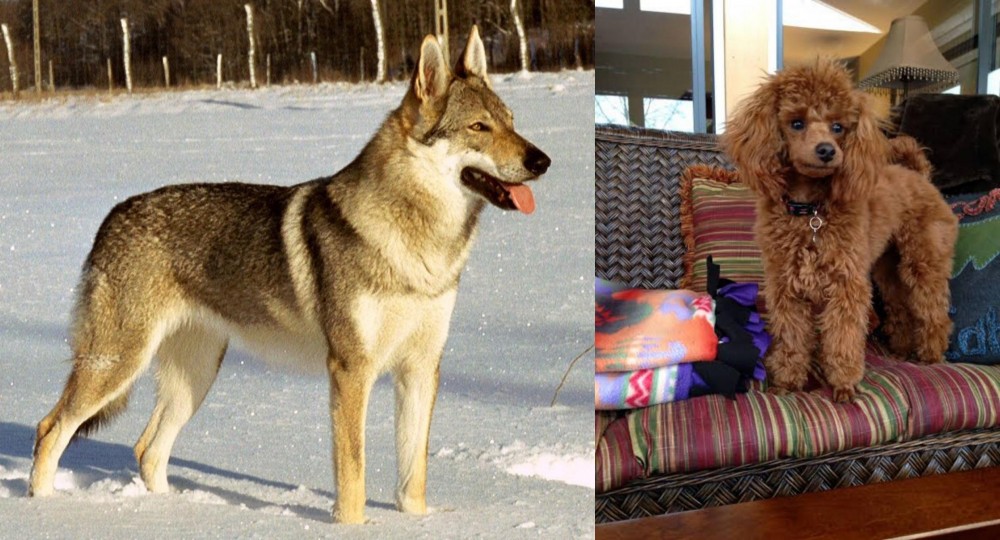 Miniature Poodle vs Czechoslovakian Wolfdog - Breed Comparison