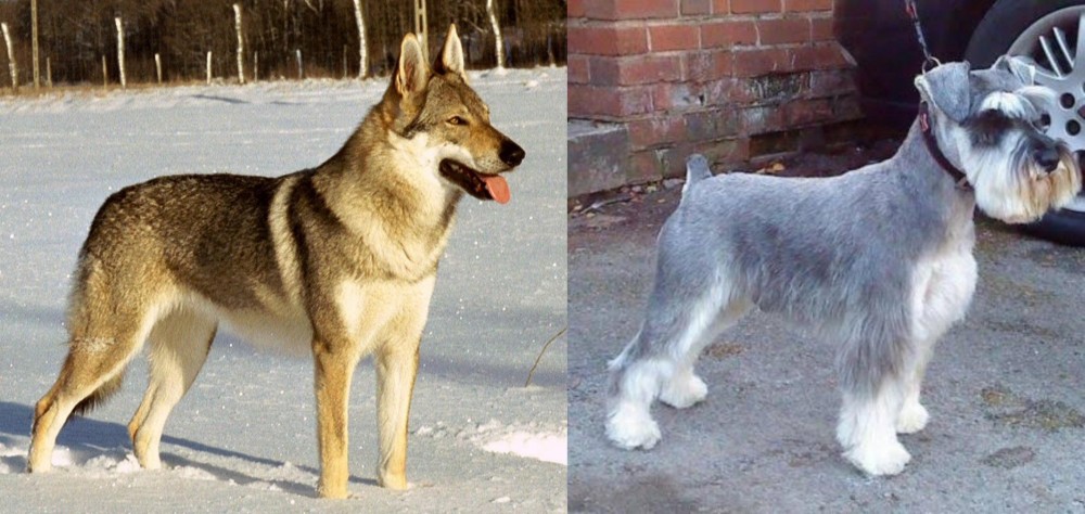 Miniature Schnauzer vs Czechoslovakian Wolfdog - Breed Comparison