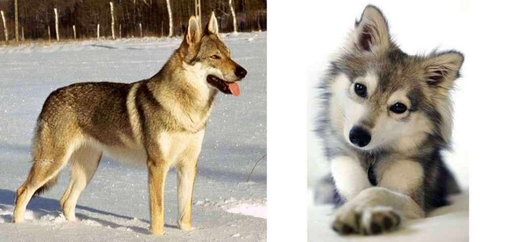 Miniature Siberian Husky vs Czechoslovakian Wolfdog - Breed Comparison