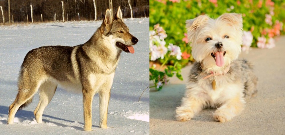 Morkie vs Czechoslovakian Wolfdog - Breed Comparison