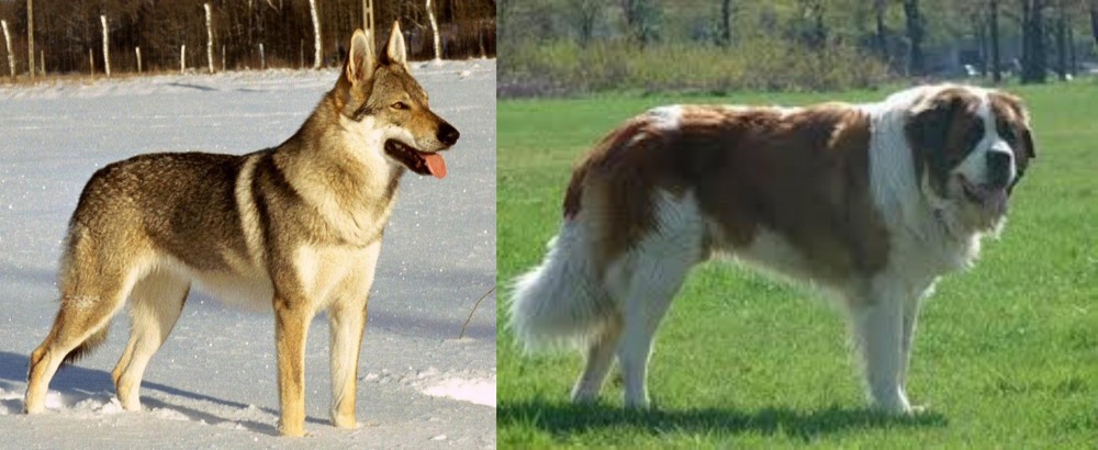 Moscow Watchdog vs Czechoslovakian Wolfdog - Breed Comparison