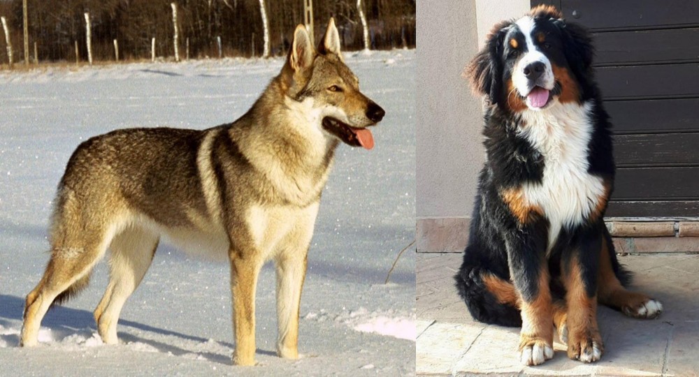 Mountain Burmese vs Czechoslovakian Wolfdog - Breed Comparison