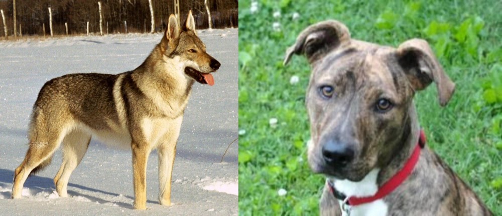 Mountain Cur vs Czechoslovakian Wolfdog - Breed Comparison