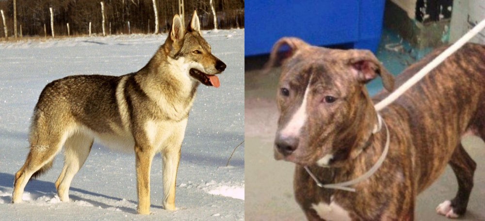 Mountain View Cur vs Czechoslovakian Wolfdog - Breed Comparison