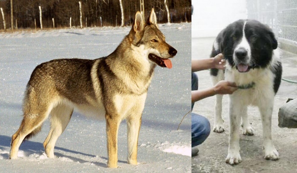 Mucuchies vs Czechoslovakian Wolfdog - Breed Comparison