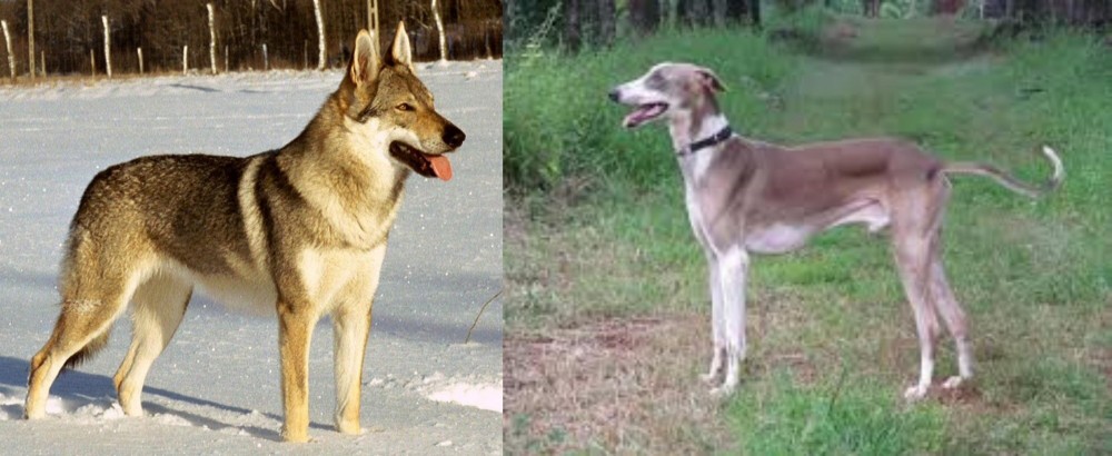 Mudhol Hound vs Czechoslovakian Wolfdog - Breed Comparison