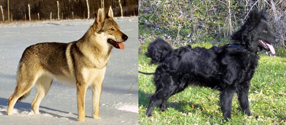 Mudi vs Czechoslovakian Wolfdog - Breed Comparison