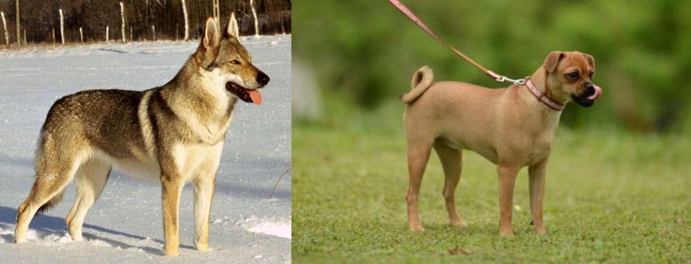 Muggin vs Czechoslovakian Wolfdog - Breed Comparison