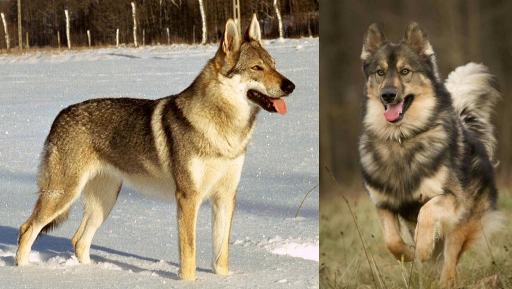 Native American Indian Dog vs Czechoslovakian Wolfdog - Breed Comparison