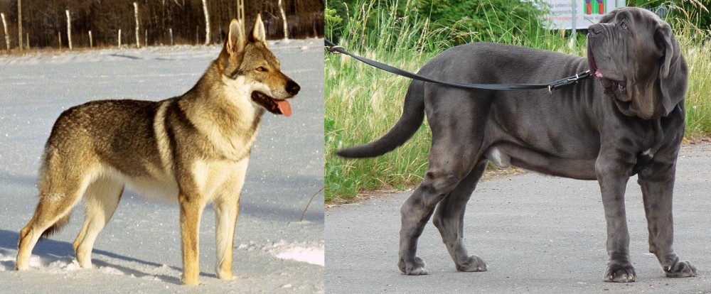 Neapolitan Mastiff vs Czechoslovakian Wolfdog - Breed Comparison