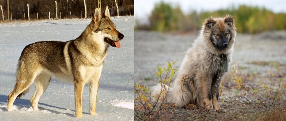 Nenets Herding Laika vs Czechoslovakian Wolfdog - Breed Comparison