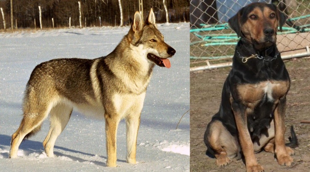 New Zealand Huntaway vs Czechoslovakian Wolfdog - Breed Comparison