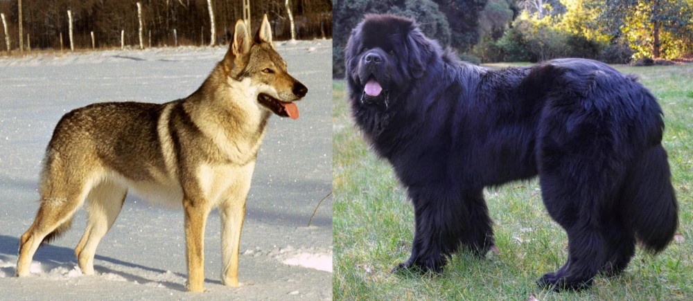 Newfoundland Dog vs Czechoslovakian Wolfdog - Breed Comparison