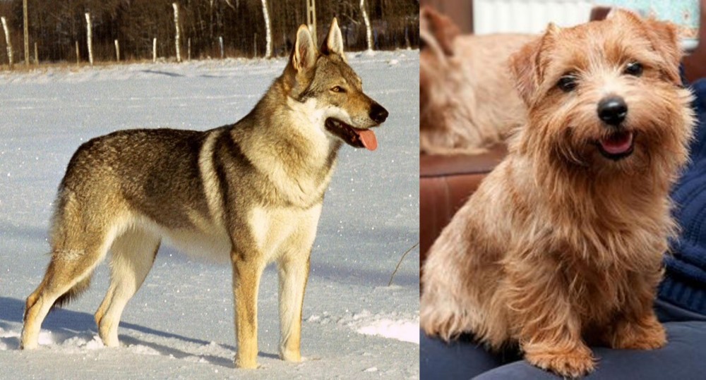 Norfolk Terrier vs Czechoslovakian Wolfdog - Breed Comparison
