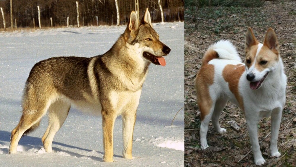 Norrbottenspets vs Czechoslovakian Wolfdog - Breed Comparison