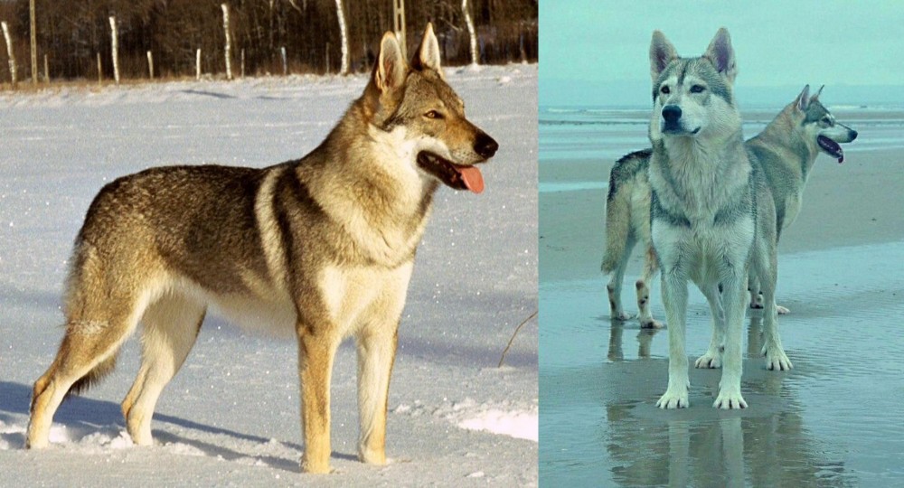 Northern Inuit Dog vs Czechoslovakian Wolfdog - Breed Comparison
