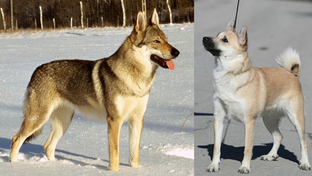 Norwegian Buhund vs Czechoslovakian Wolfdog - Breed Comparison