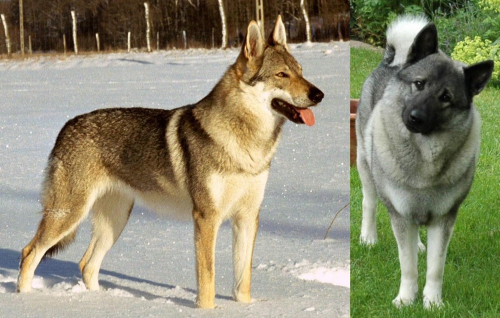 Norwegian Elkhound vs Czechoslovakian Wolfdog - Breed Comparison