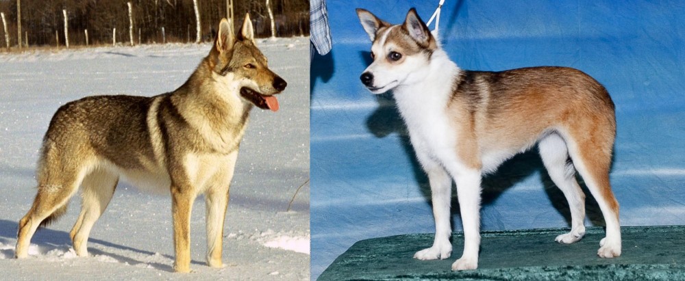 Norwegian Lundehund vs Czechoslovakian Wolfdog - Breed Comparison