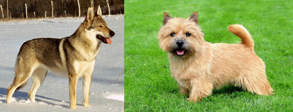 Norwich Terrier vs Czechoslovakian Wolfdog - Breed Comparison