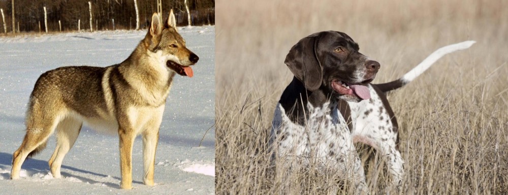 Old Danish Pointer vs Czechoslovakian Wolfdog - Breed Comparison