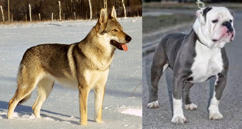Old English Bulldog vs Czechoslovakian Wolfdog - Breed Comparison