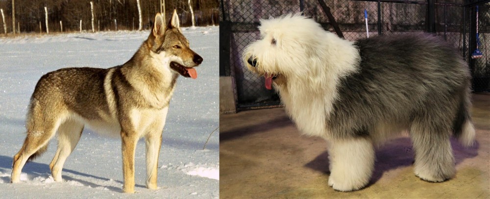 Old English Sheepdog vs Czechoslovakian Wolfdog - Breed Comparison