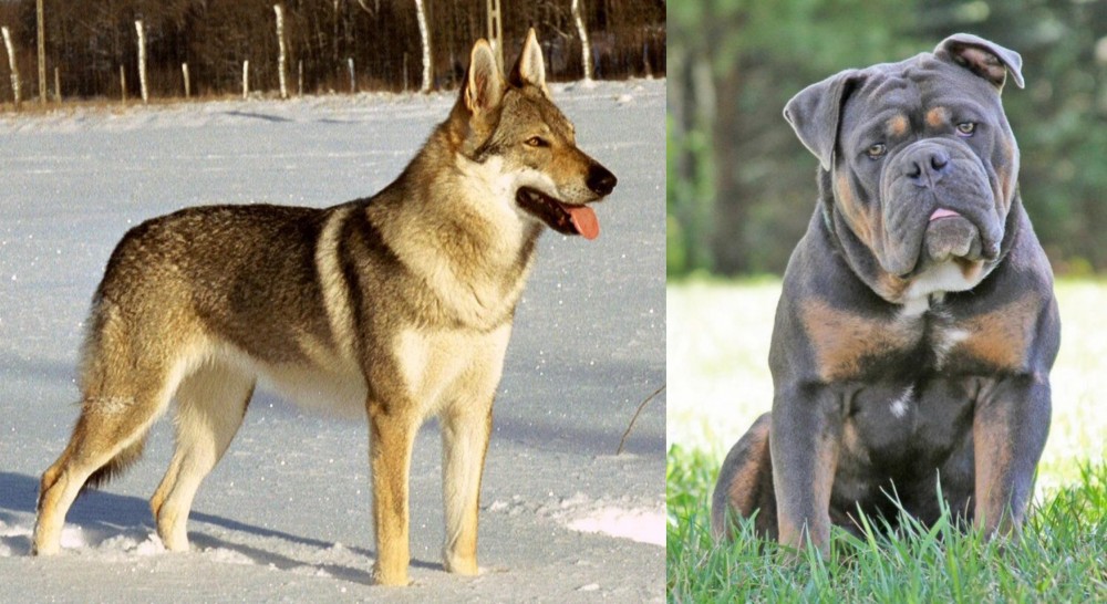 Olde English Bulldogge vs Czechoslovakian Wolfdog - Breed Comparison