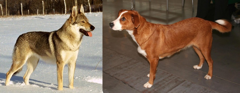 Osterreichischer Kurzhaariger Pinscher vs Czechoslovakian Wolfdog - Breed Comparison