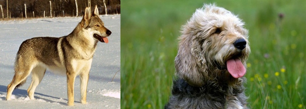 Otterhound vs Czechoslovakian Wolfdog - Breed Comparison