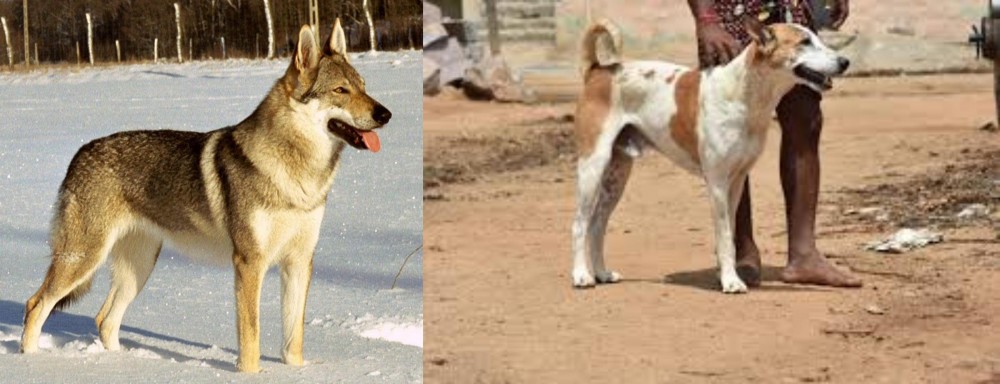 Pandikona vs Czechoslovakian Wolfdog - Breed Comparison