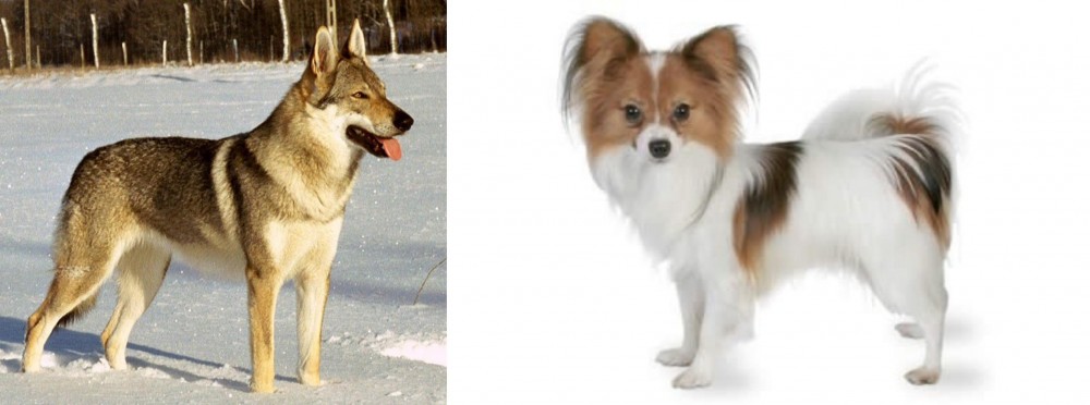 Papillon vs Czechoslovakian Wolfdog - Breed Comparison