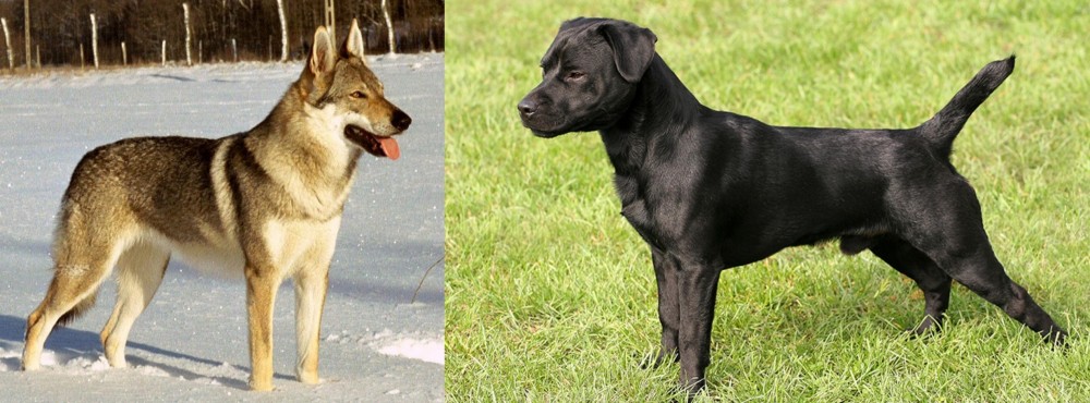 Patterdale Terrier vs Czechoslovakian Wolfdog - Breed Comparison