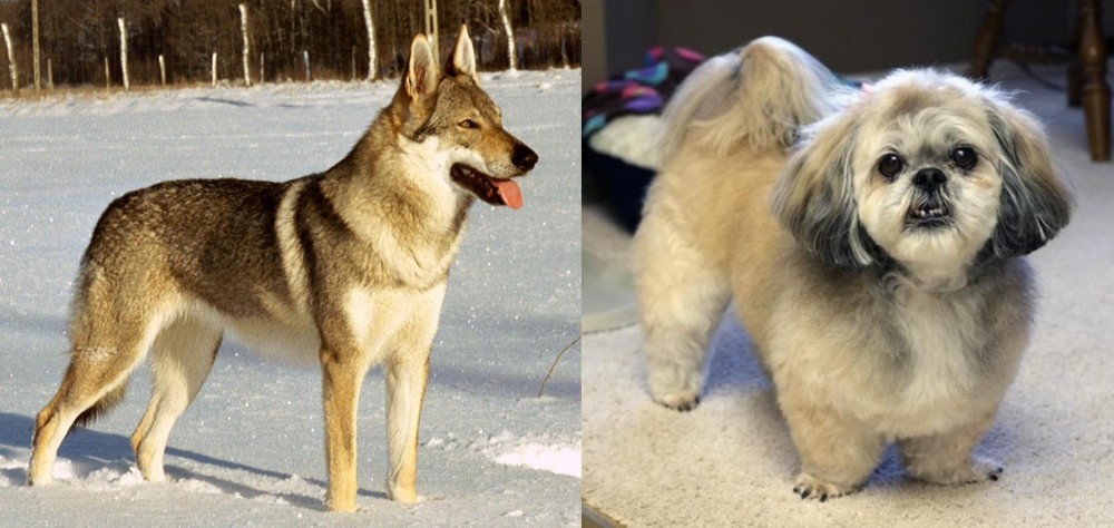 PekePoo vs Czechoslovakian Wolfdog - Breed Comparison