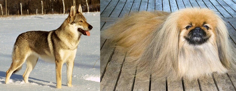 Pekingese vs Czechoslovakian Wolfdog - Breed Comparison