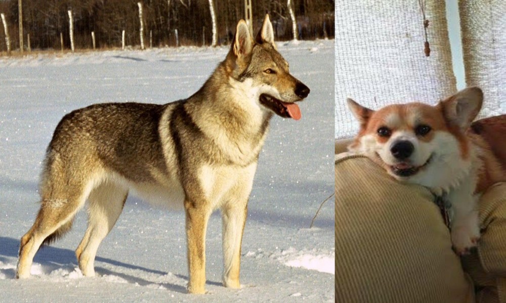 Pembroke Welsh Corgi vs Czechoslovakian Wolfdog - Breed Comparison