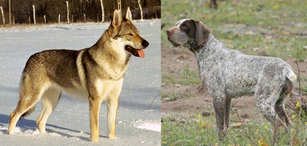 Perdiguero de Burgos vs Czechoslovakian Wolfdog - Breed Comparison