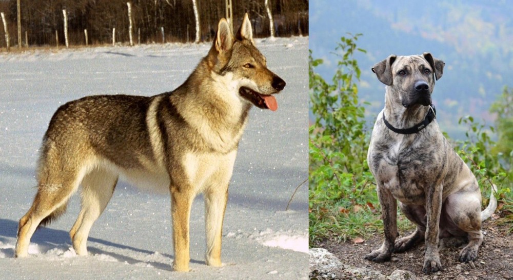 Perro Cimarron vs Czechoslovakian Wolfdog - Breed Comparison