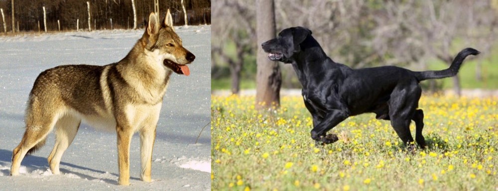 Perro de Pastor Mallorquin vs Czechoslovakian Wolfdog - Breed Comparison