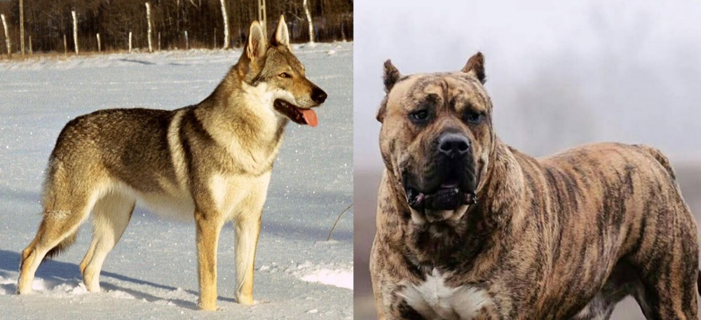 Perro de Presa Canario vs Czechoslovakian Wolfdog - Breed Comparison