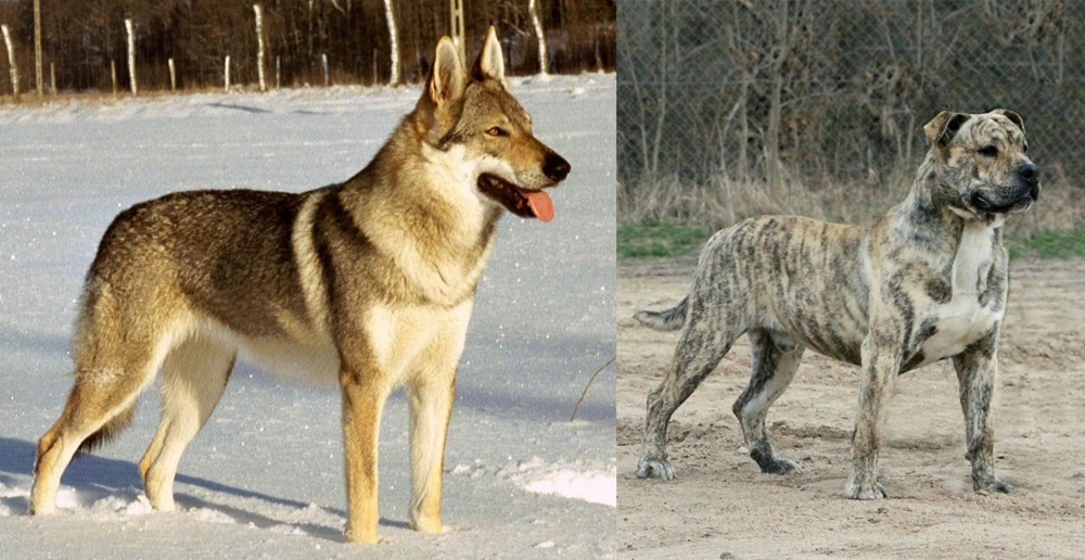 Perro de Presa Mallorquin vs Czechoslovakian Wolfdog - Breed Comparison