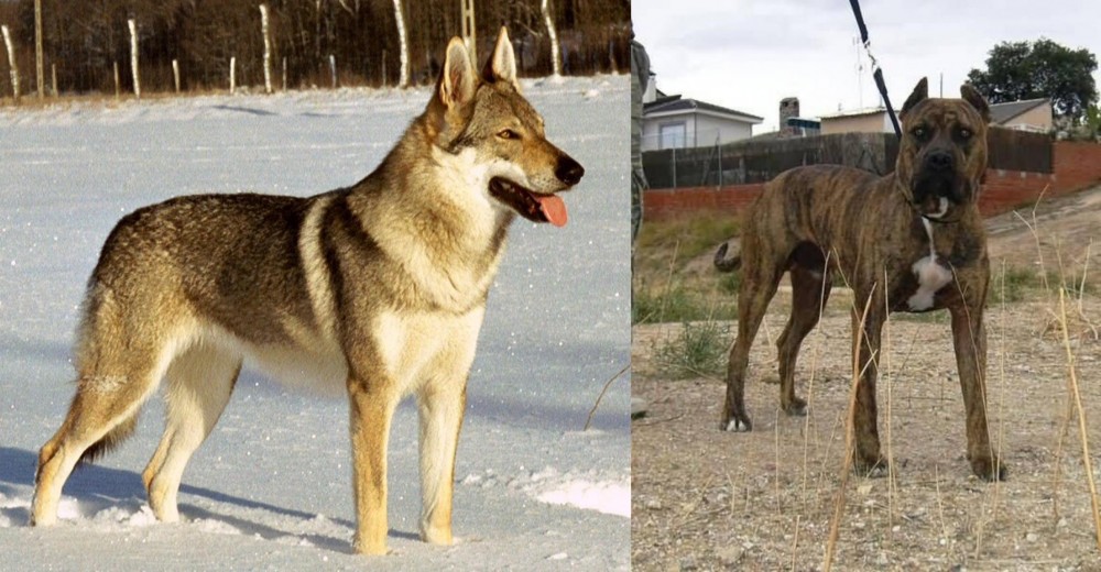 Perro de Toro vs Czechoslovakian Wolfdog - Breed Comparison